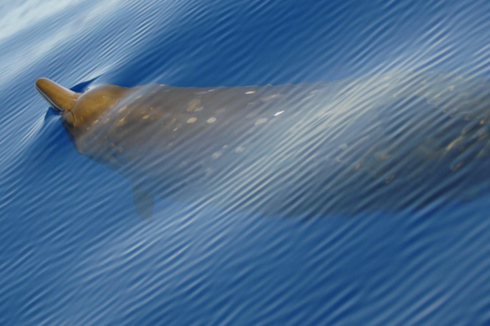 Beaked Whale