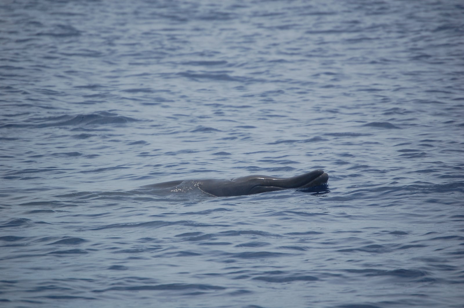 Female Blainville's Beaked Whale