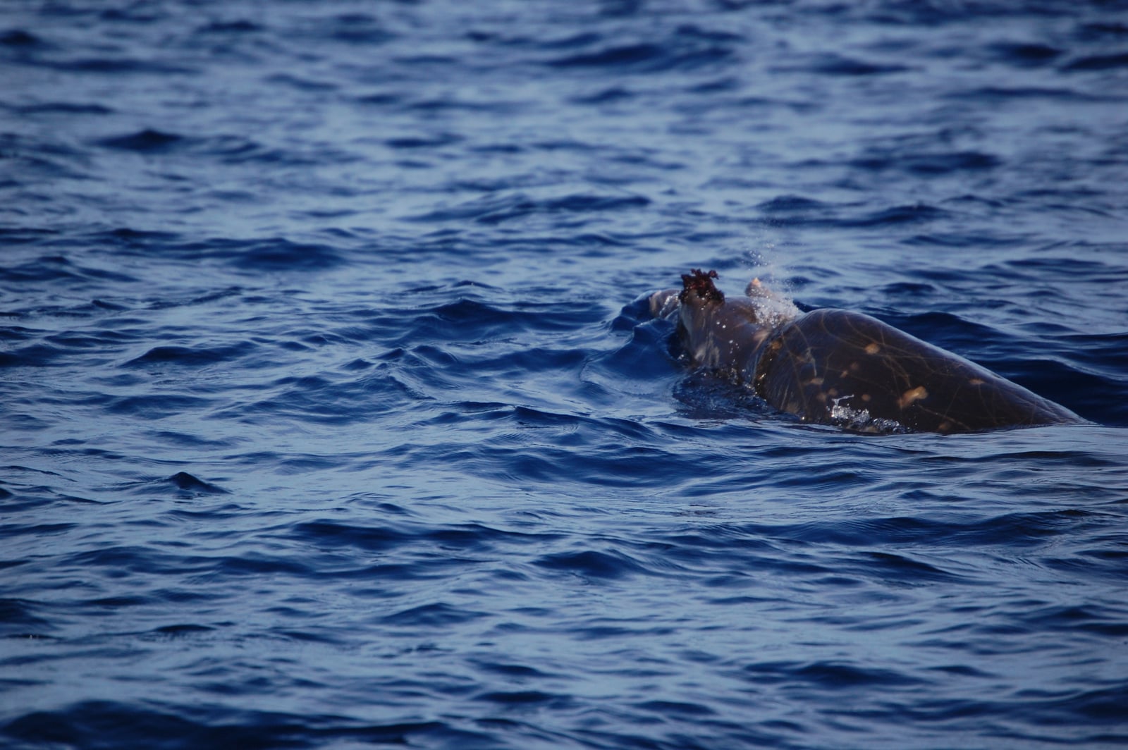 Adult Male Blainville's Beaked Whale