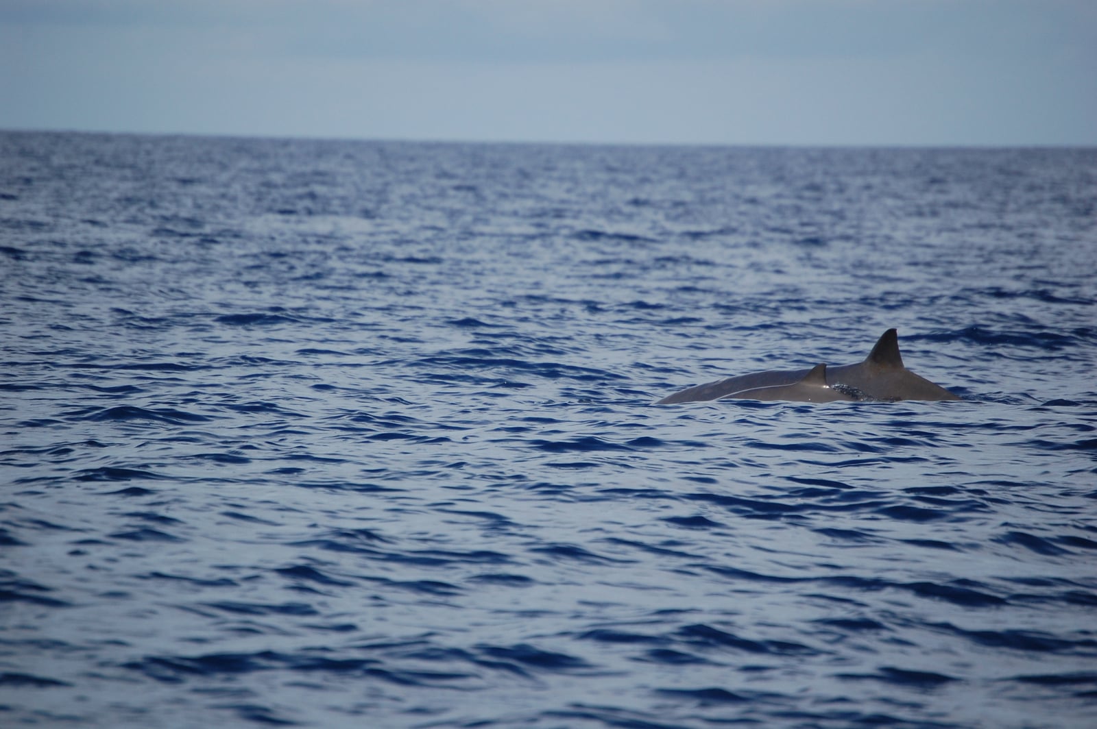 Mother-Calf Pair of Blainville's Beaked Whales