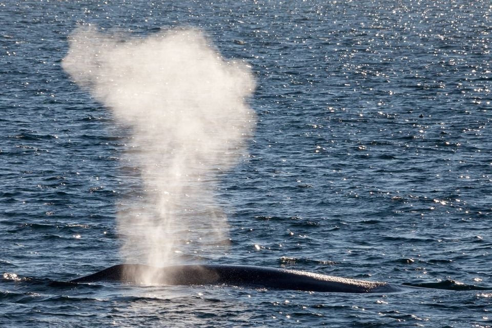 Live blue whale surfacing with a tall bushy blow spray rising from its blowhole in sunlit open ocean