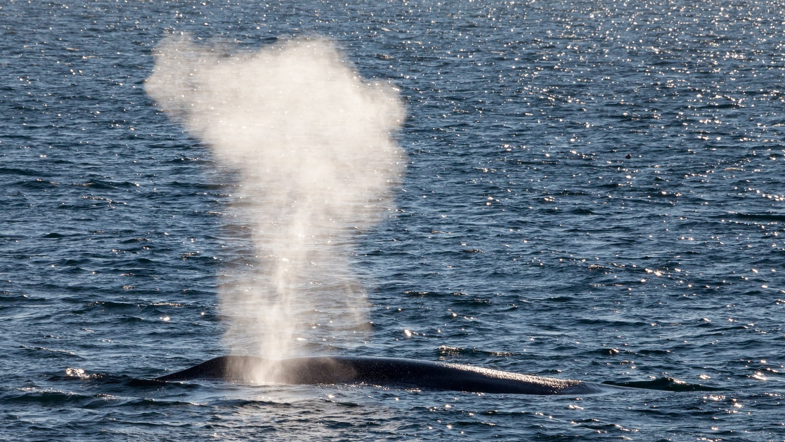 Live blue whale surfacing with a tall bushy blow spray rising from its blowhole in sunlit open ocean