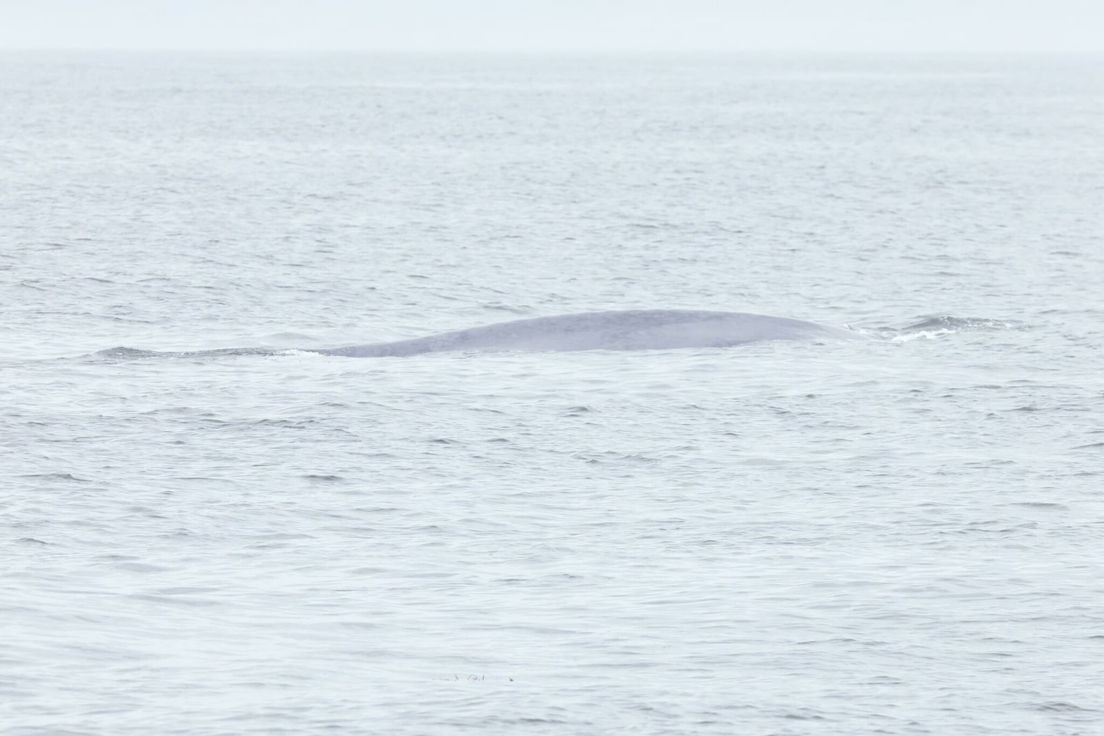 Blue Whale (Balaenoptera musculus)
