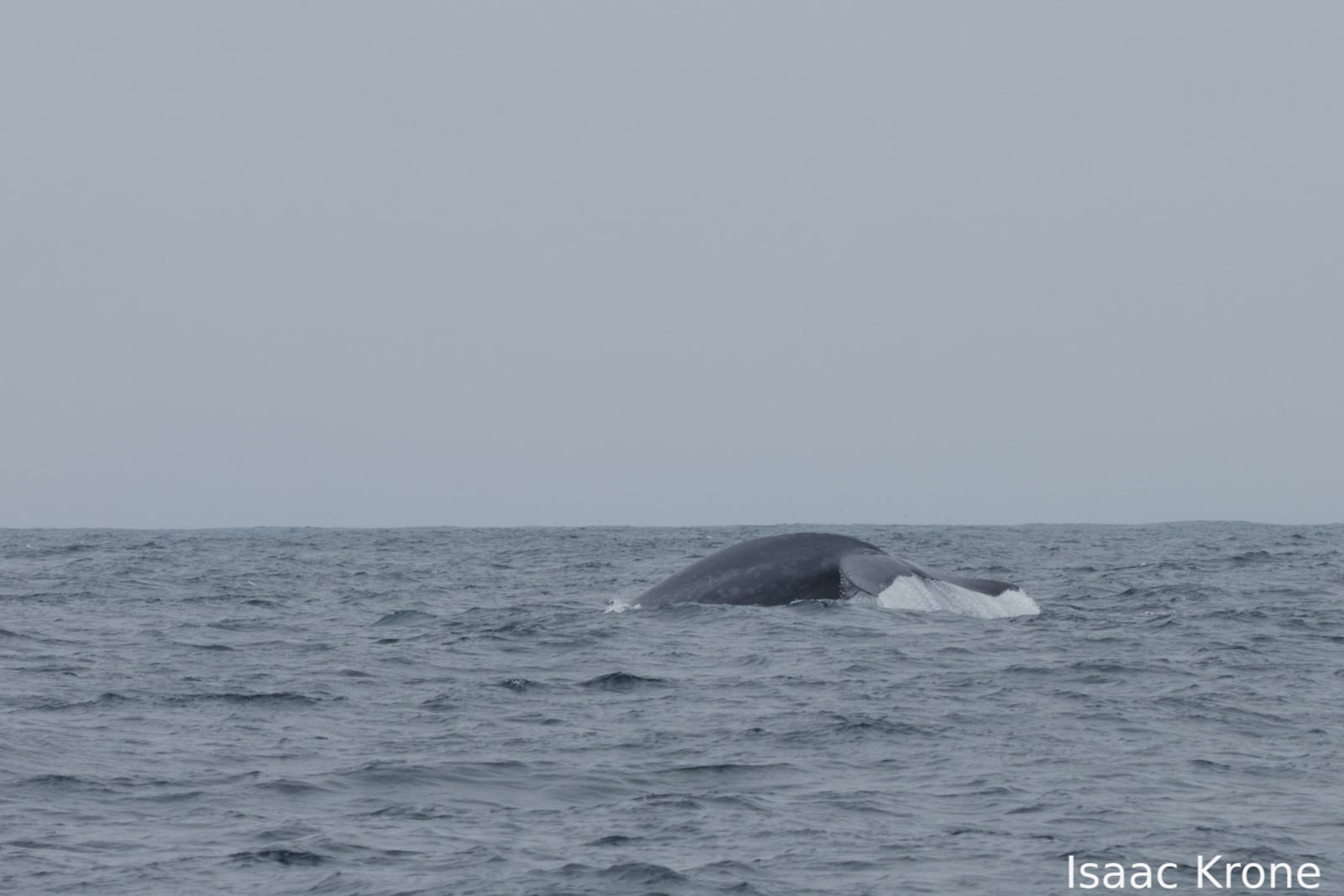 Blue Whale (Balaenoptera musculus)