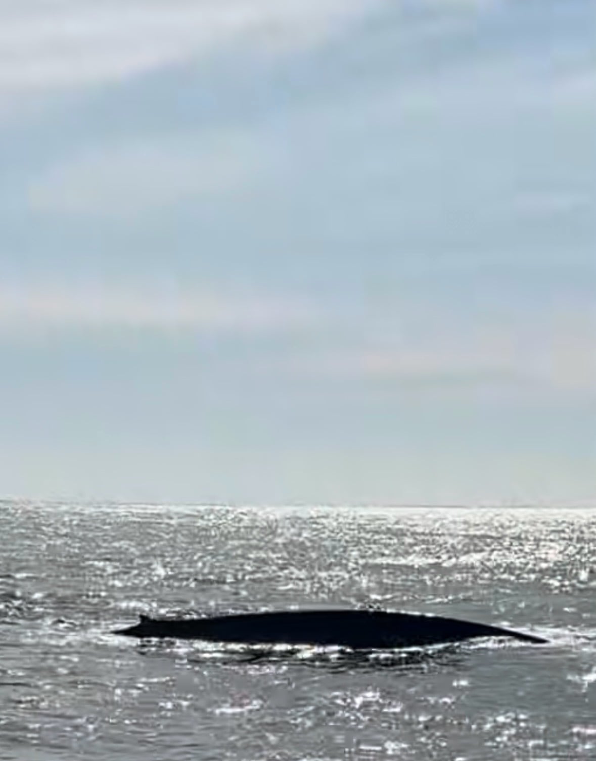 Blue Whale (Balaenoptera musculus)
