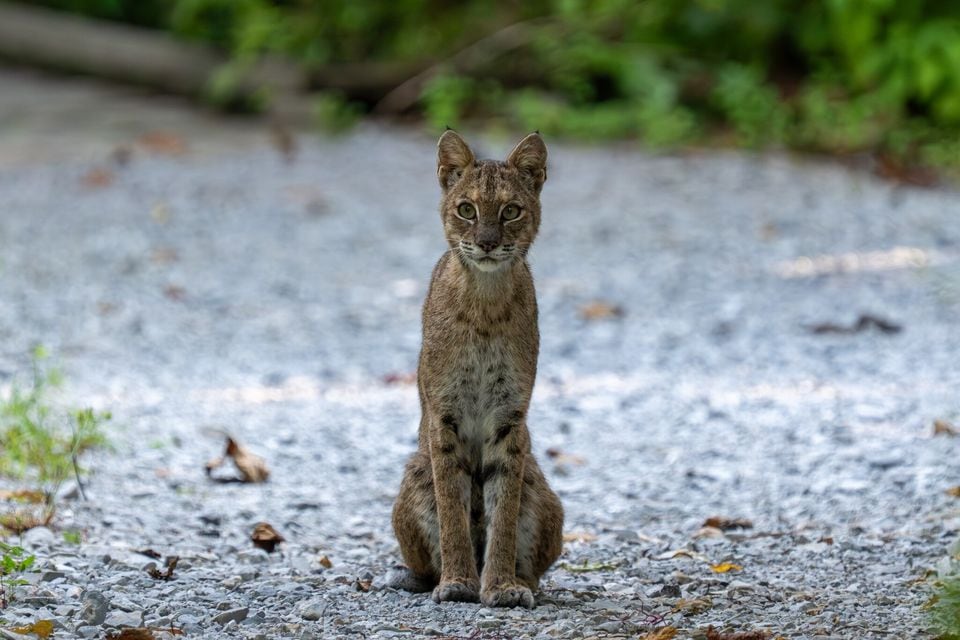 Bobcat (Lynx rufus)