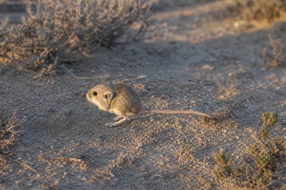 AI-generated image: Bonneville Kangaroo Mouse resting on sandy desert soil near shrubs. No public-domain photograph of this species exists. This image was generated with AI from verified reference material and reviewed by our editorial team for accuracy