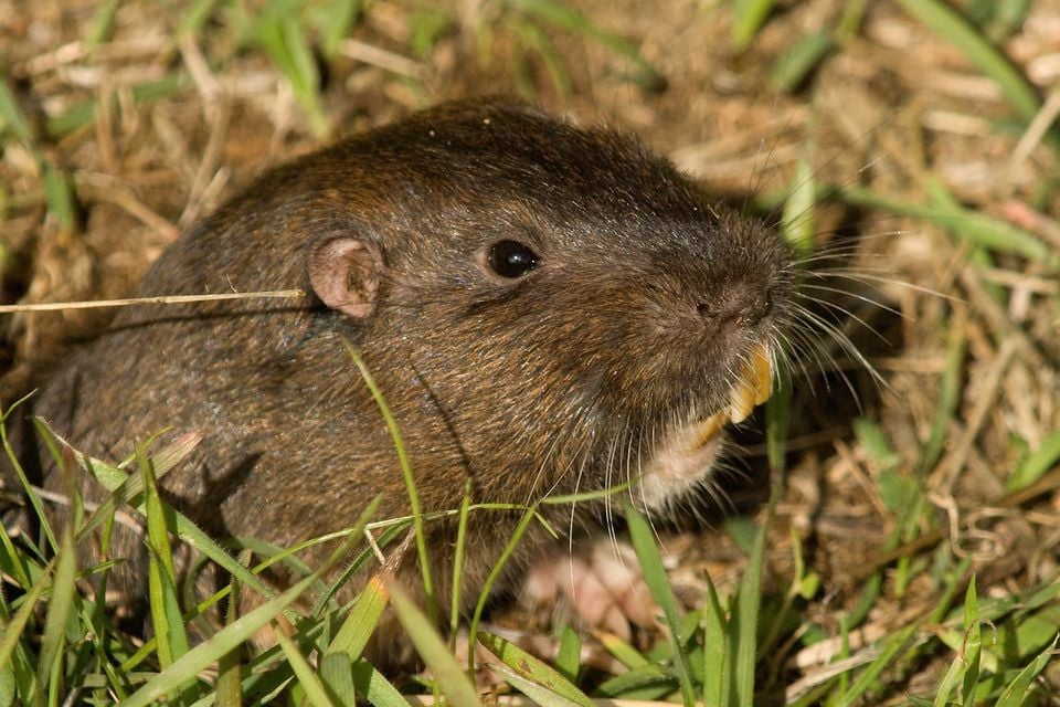 Botta's Pocket Gopher (Thomomys bottae)