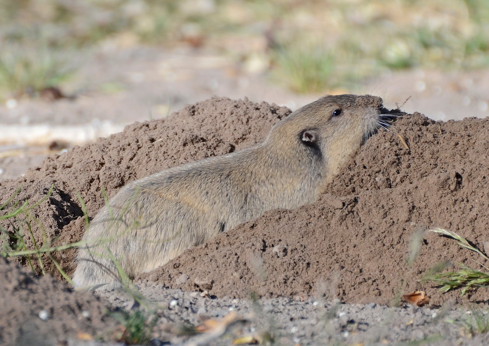 Botta's pocket gopher (Thomomys bottae)DSC2910vv