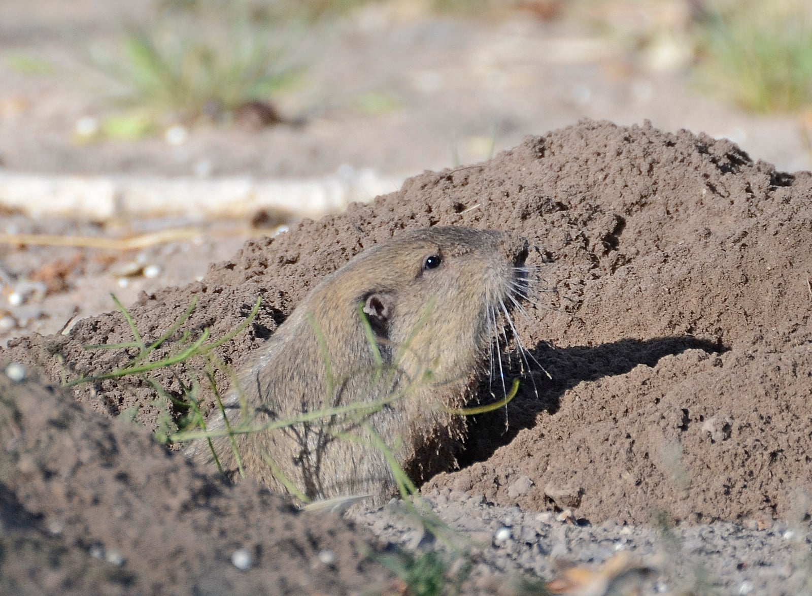 Botta's pocket gopher (Thomomys bottae)DSC2908vv