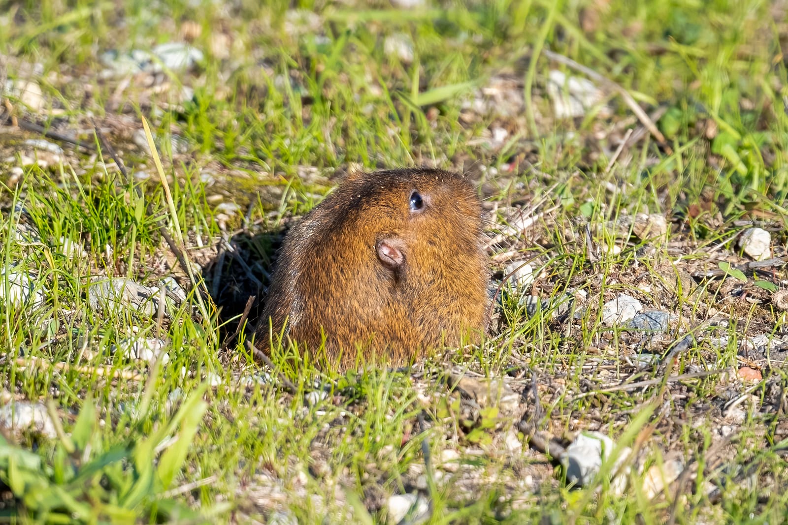 Botta's pocket gopher peering from a burrow with a foreleg braced on the rim