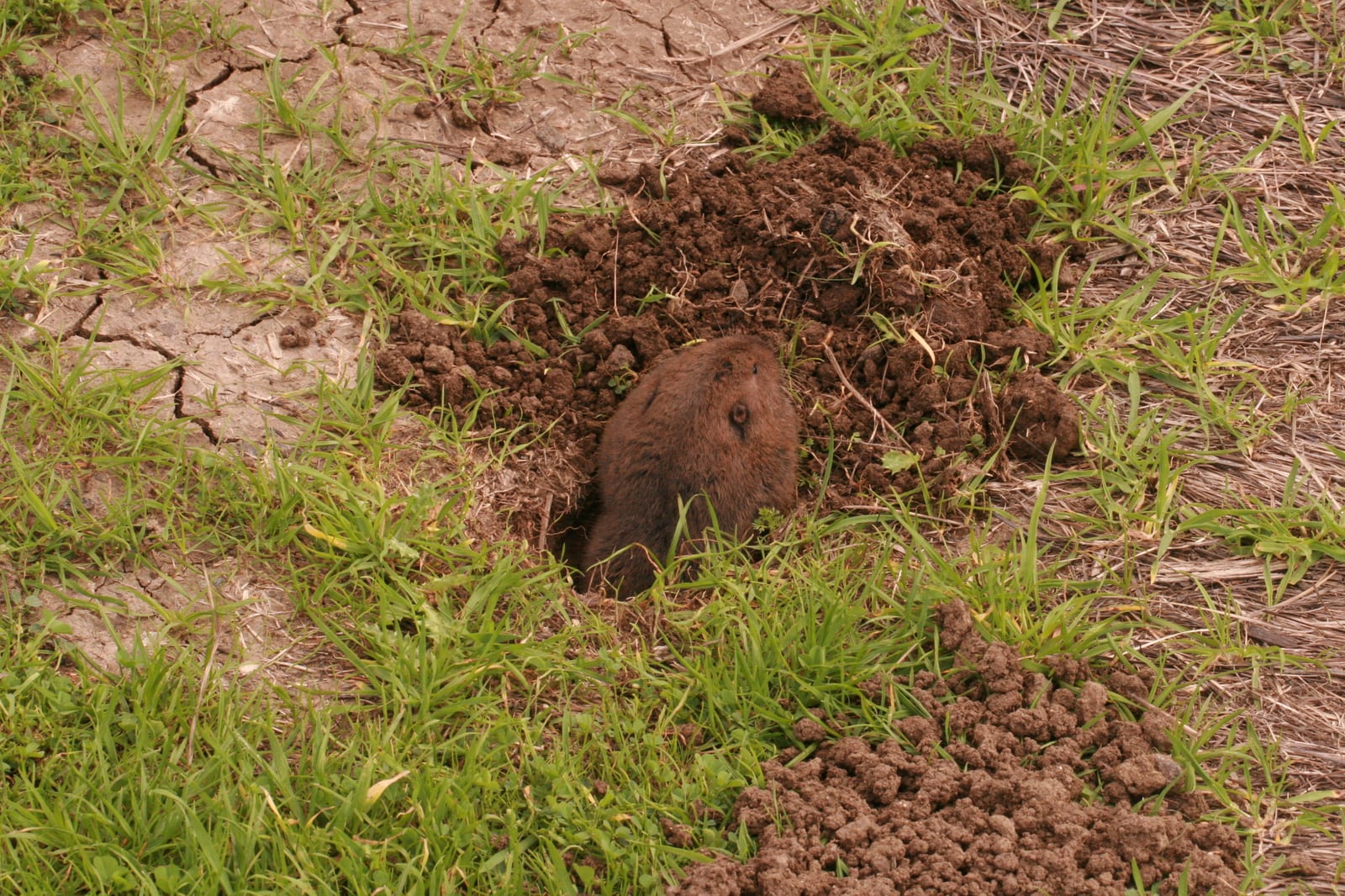 Botta's pocket gopher emerging from a fresh soil mound on a lawn