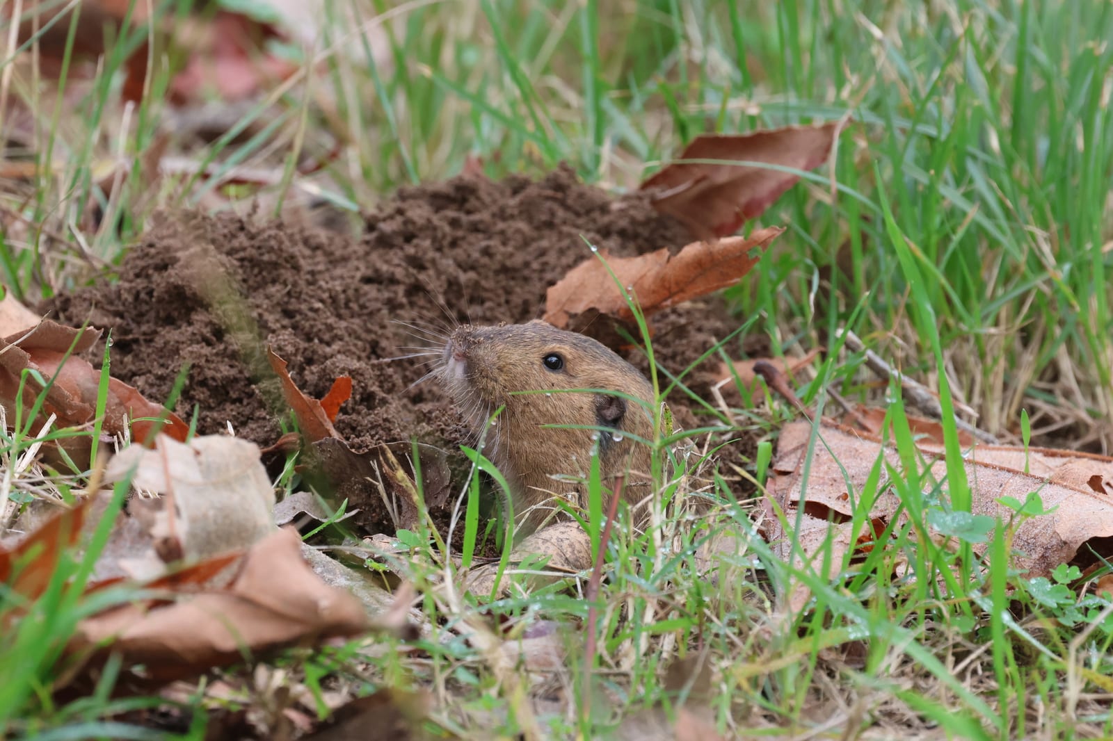 Botta's pocket gopher peeking from a burrow mouth among dead leaves
