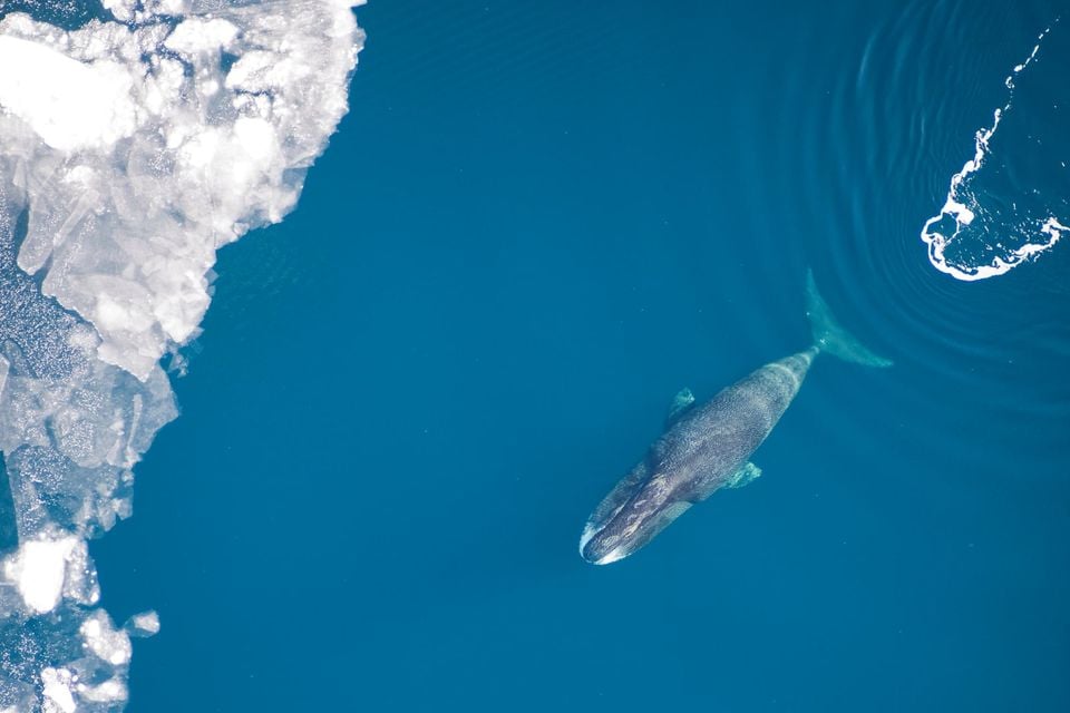 Bowhead whale swimming beside sea ice, photographed from the air