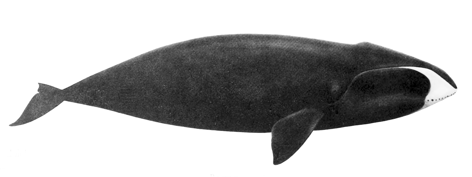 Balaena mysticetus NOAA