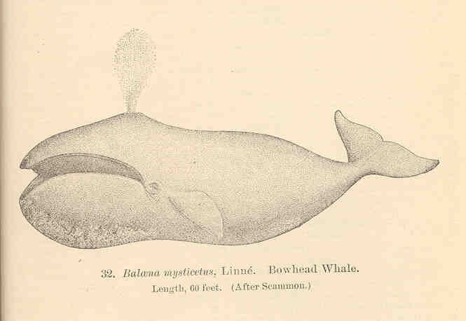 FMIB 34098 Balaena mysticetus, Linne Bowhead Whale