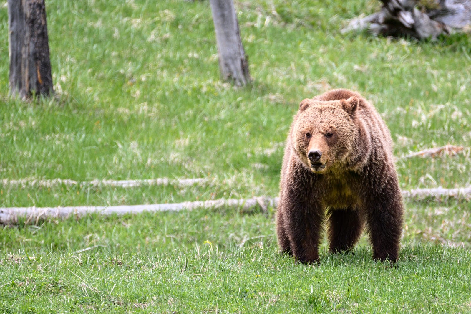 Grizzly brown bear standing in a green meadow in Yellowstone National Park