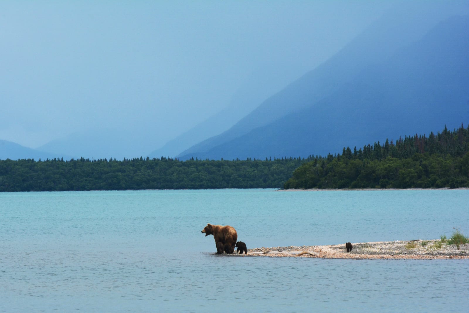 Coastal brown bear sow with three cubs on a gravel beach at Naknek Lake, Katmai National Park