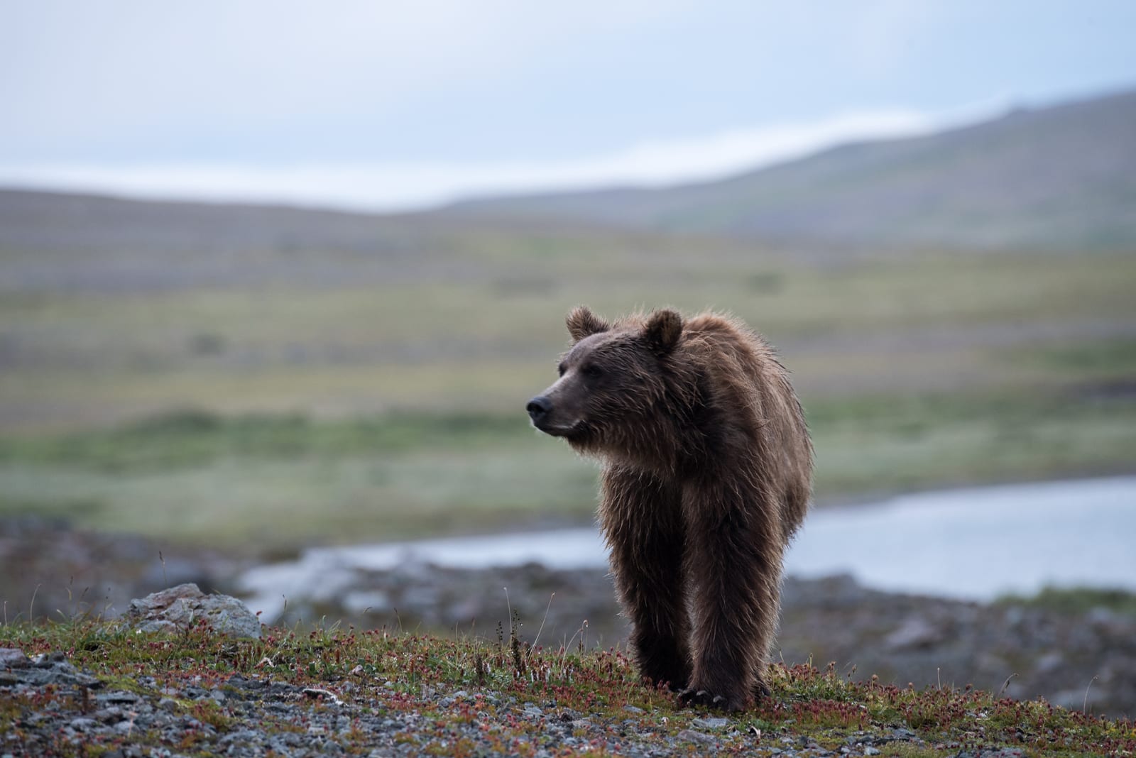 Brown bear walking across open tundra in Katmai National Park