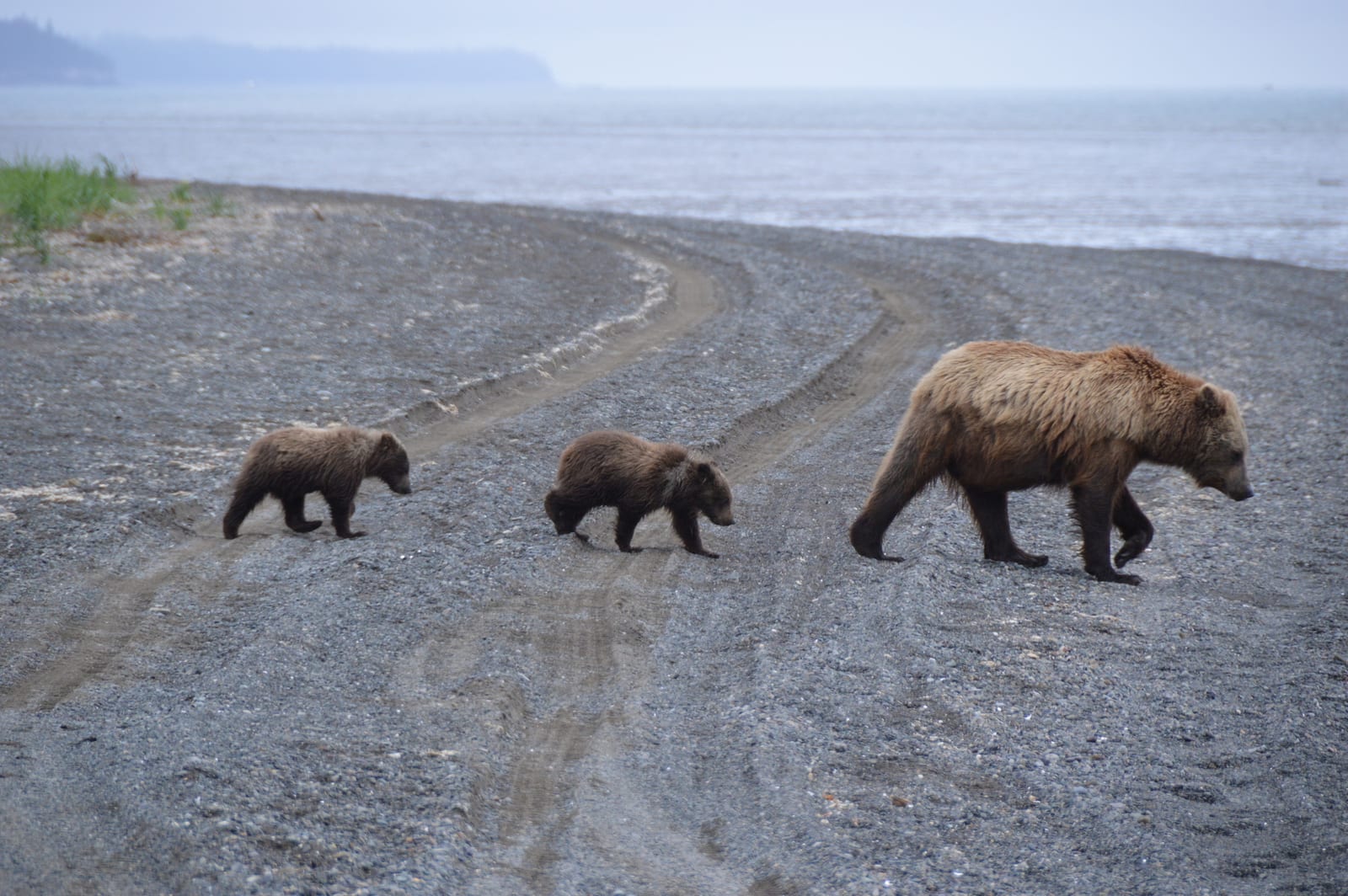 Brown bear sow with two cubs walking along a beach on the Kenai Peninsula, Alaska