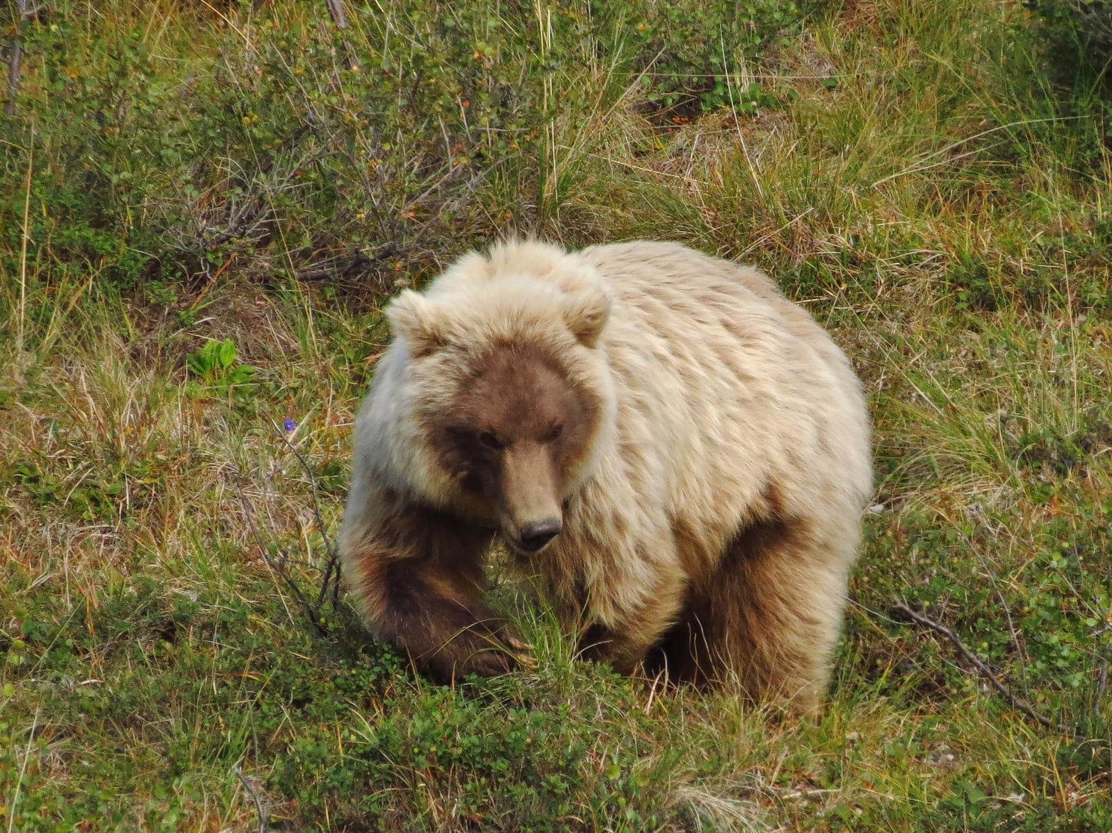 Light blond-phase brown bear standing in tundra vegetation in Denali National Park