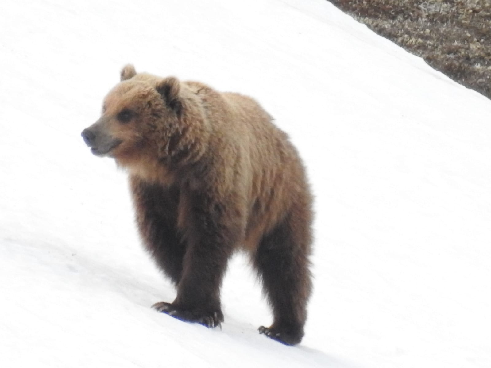 Brown bear standing on snow near Nome, Alaska