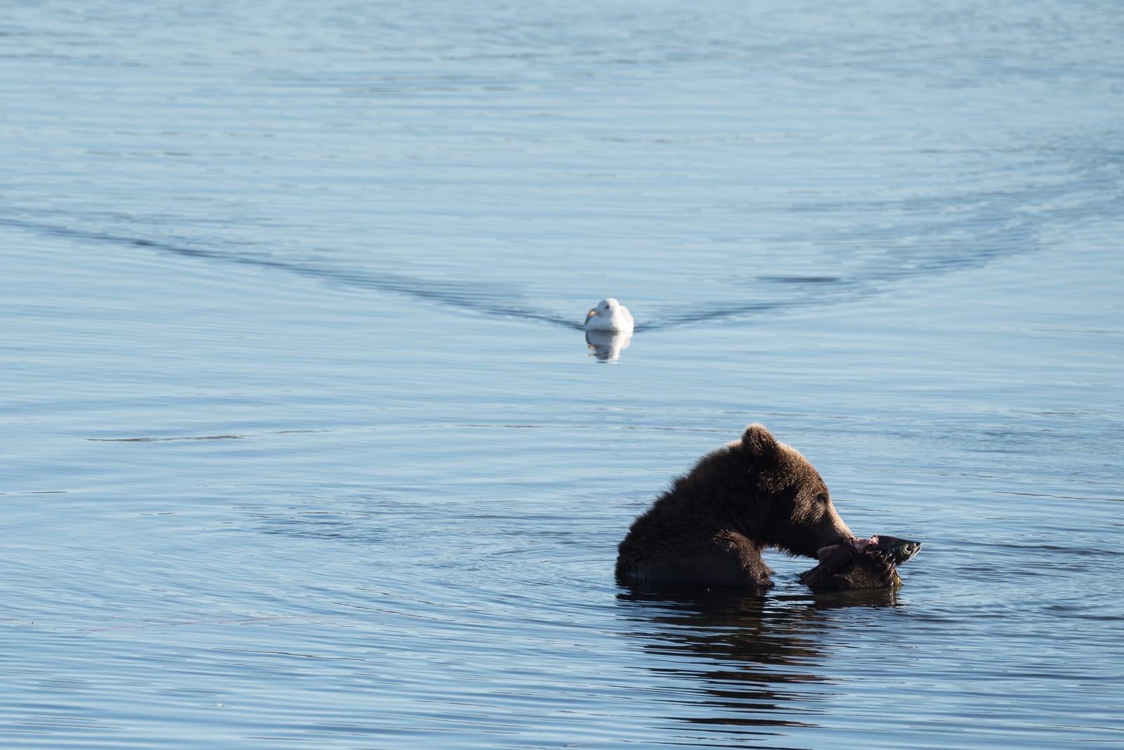 Brown bear catching a salmon in shallow water as a gull looks on, Katmai National Park