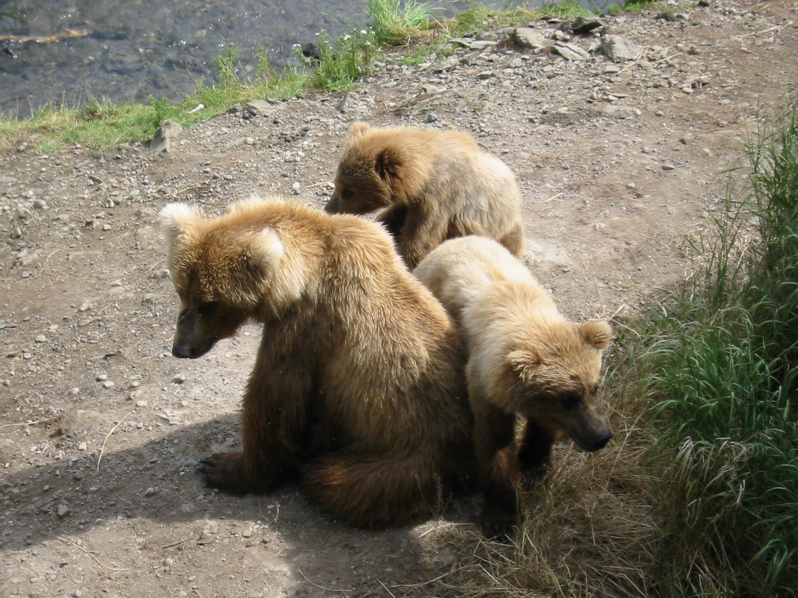 Brown bear sow resting with two well-grown cubs on a gravel path in Katmai National Park