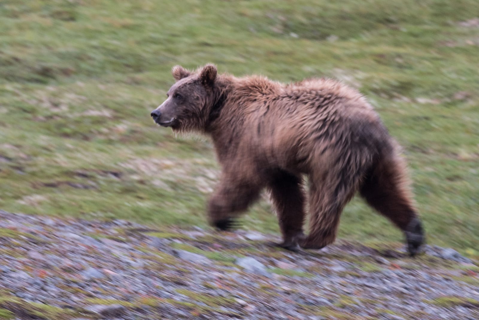 Brown bear walking across open tundra in Katmai National Park