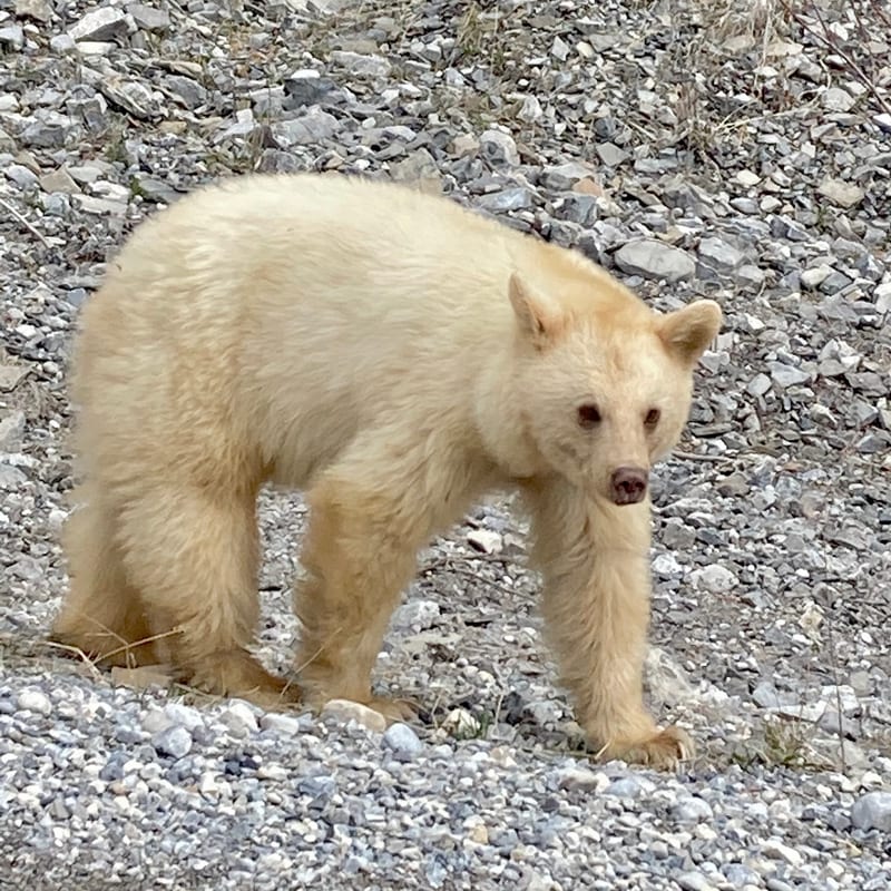 Pale cream-colored American black bear walking over loose gravel