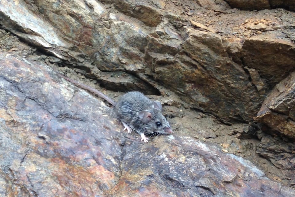 Brush mouse on a rocky slope