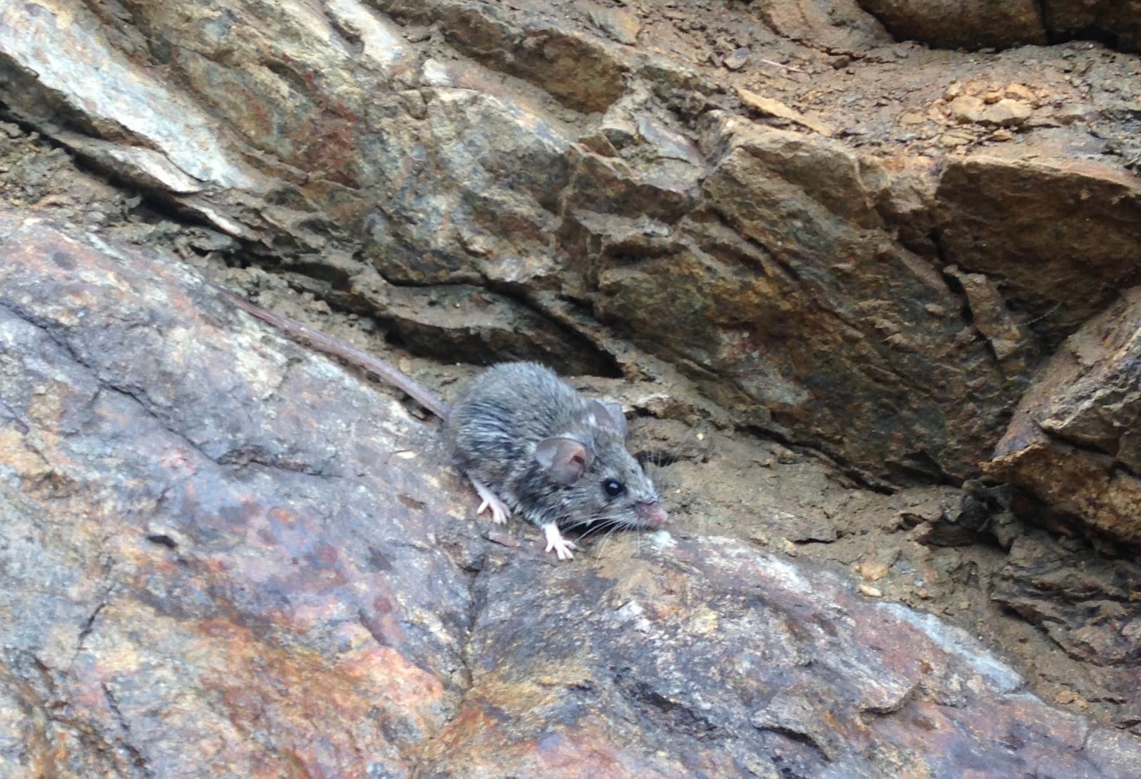 Brush mouse on a rocky slope