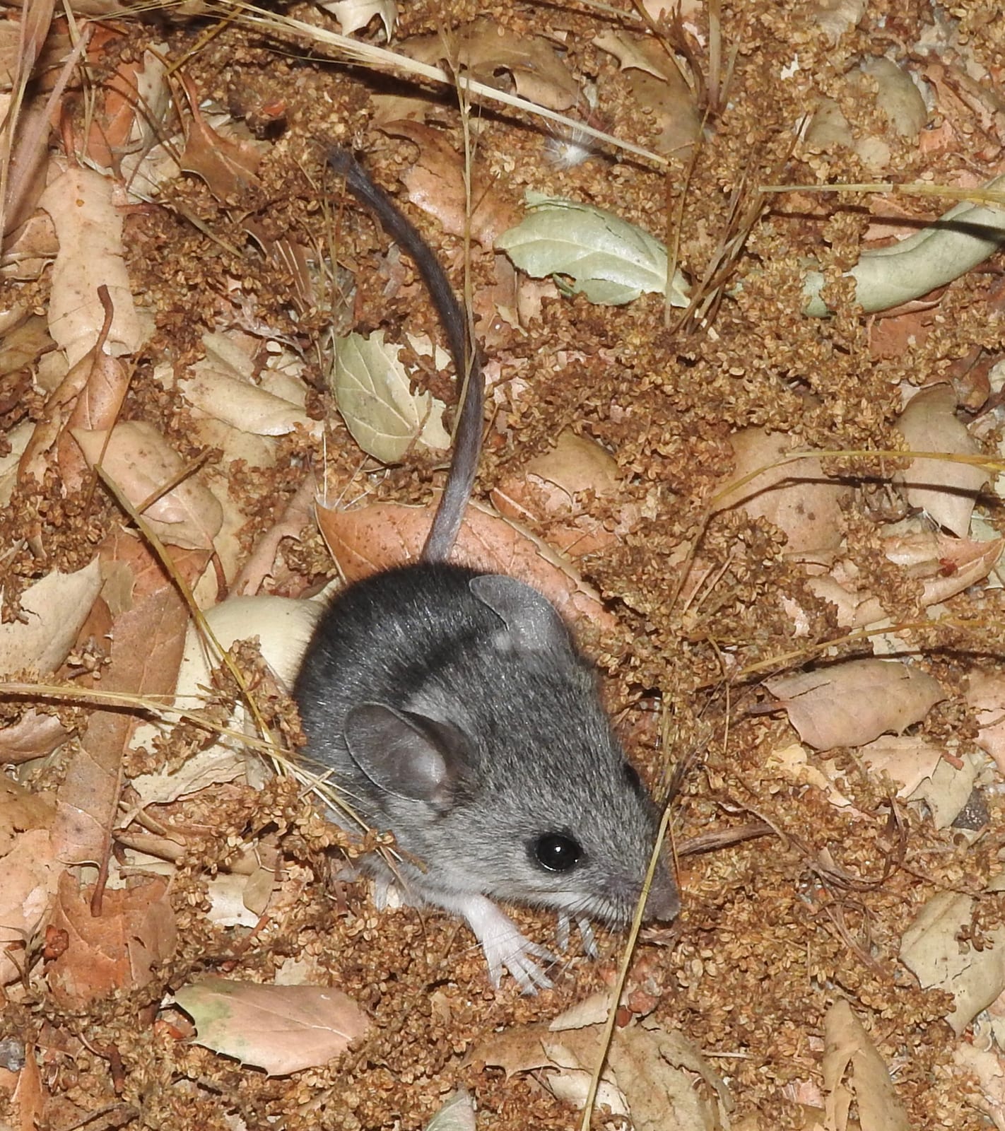 Brush mouse on oak leaf litter