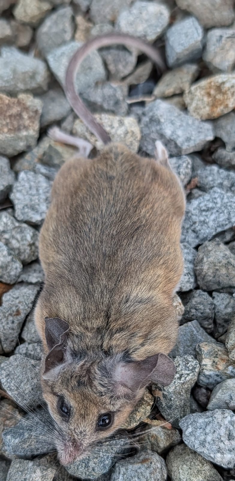 Brush mouse on gravel with dark eyes and large ears