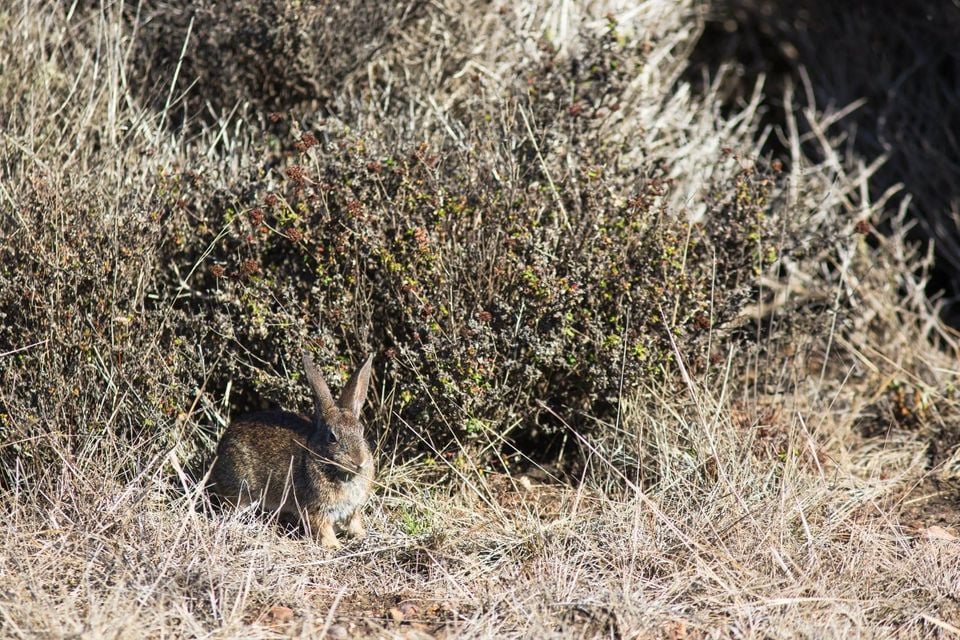 Brush rabbit (23109337569)
