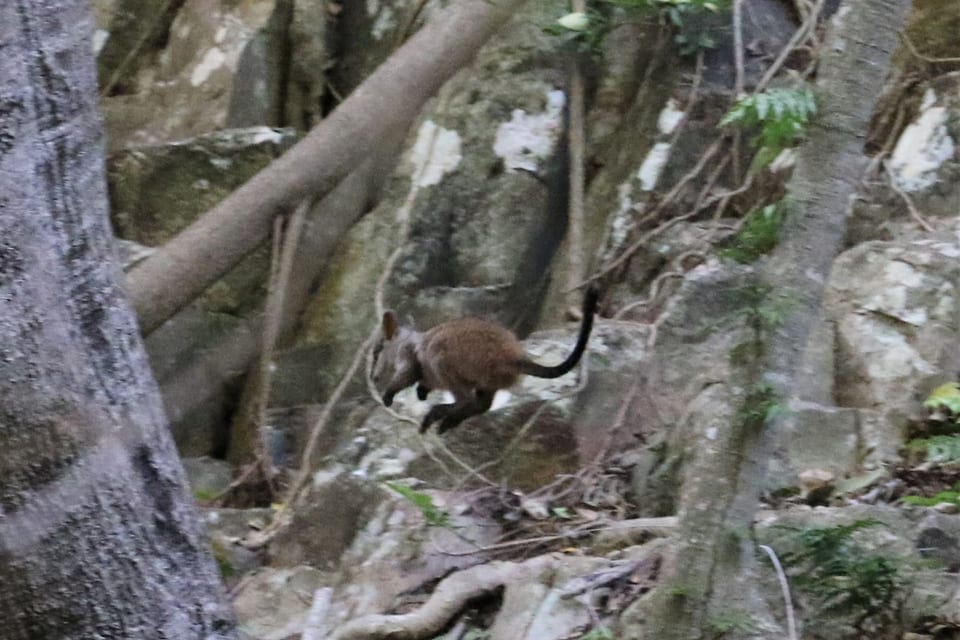 Brush-tailed Rock Wallaby (Petrogale penicillata)