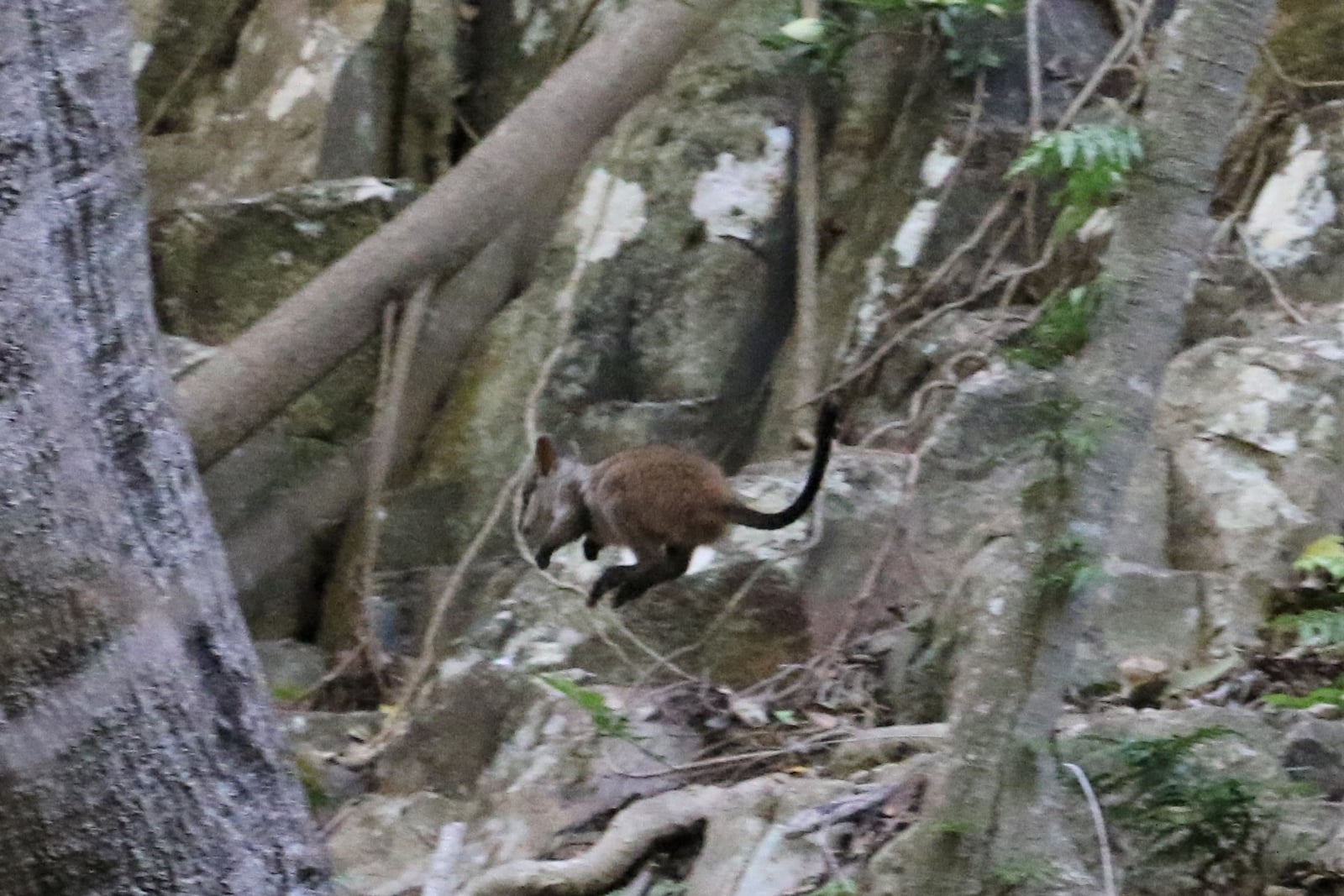 Brush-tailed Rock Wallaby (Petrogale penicillata)