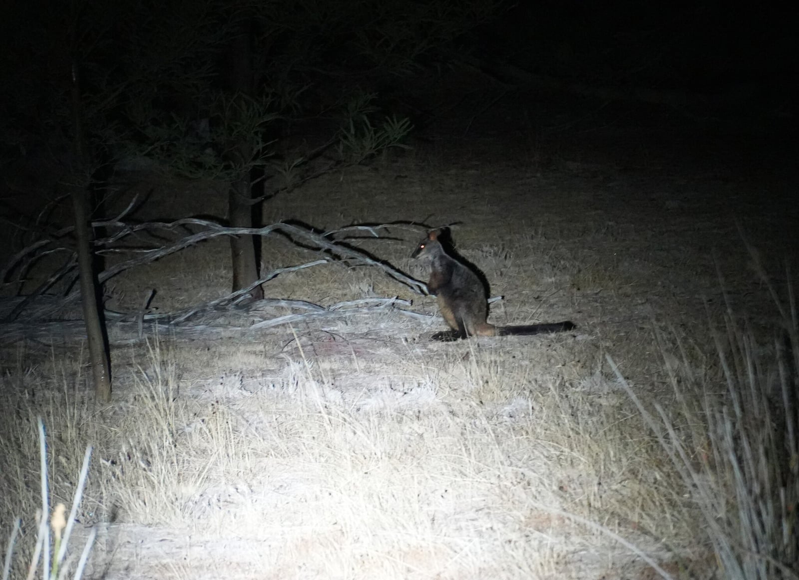 Brush-tailed Rock Wallaby (Petrogale penicillata)