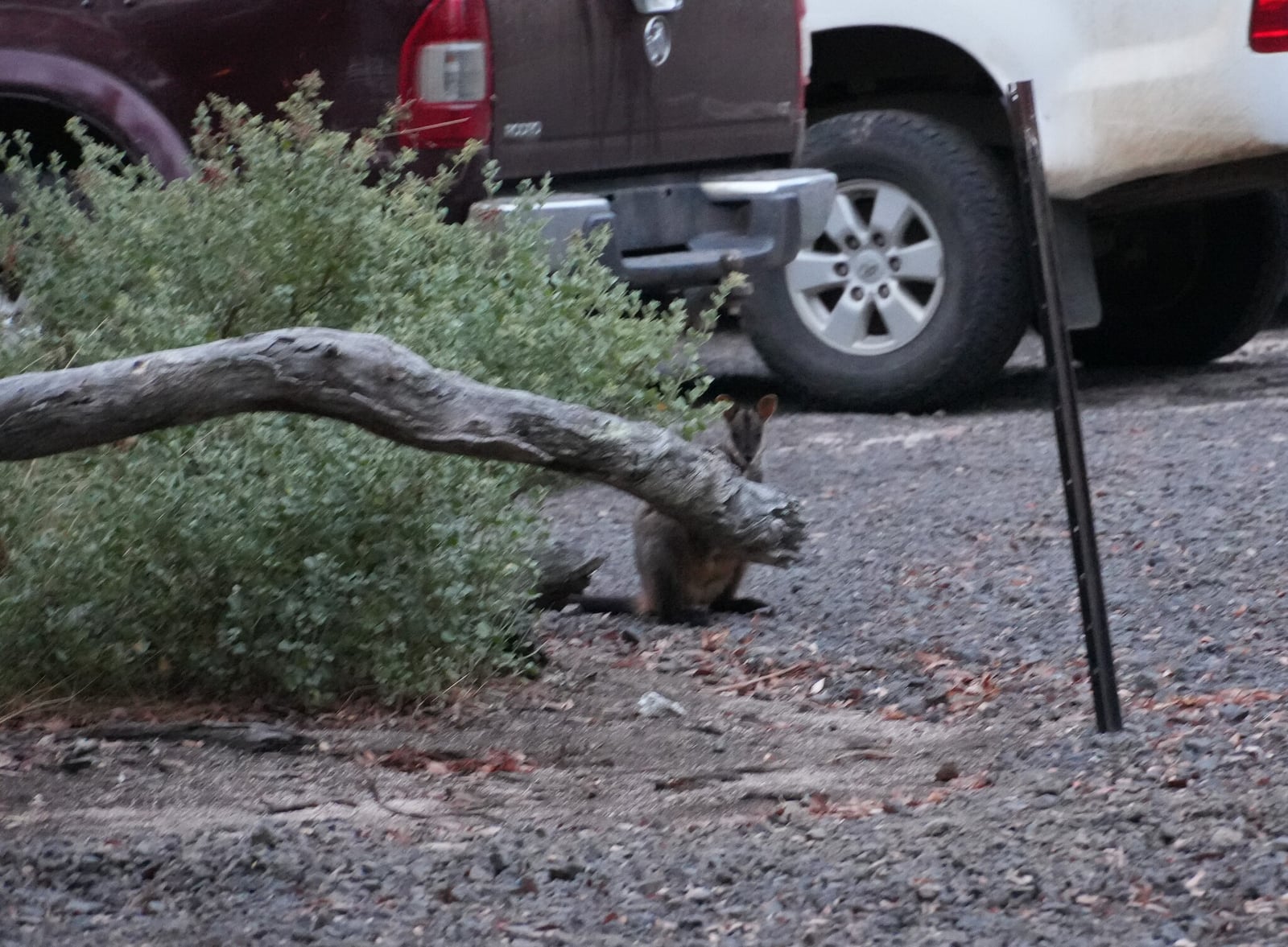 Brush-tailed Rock Wallaby (Petrogale penicillata)