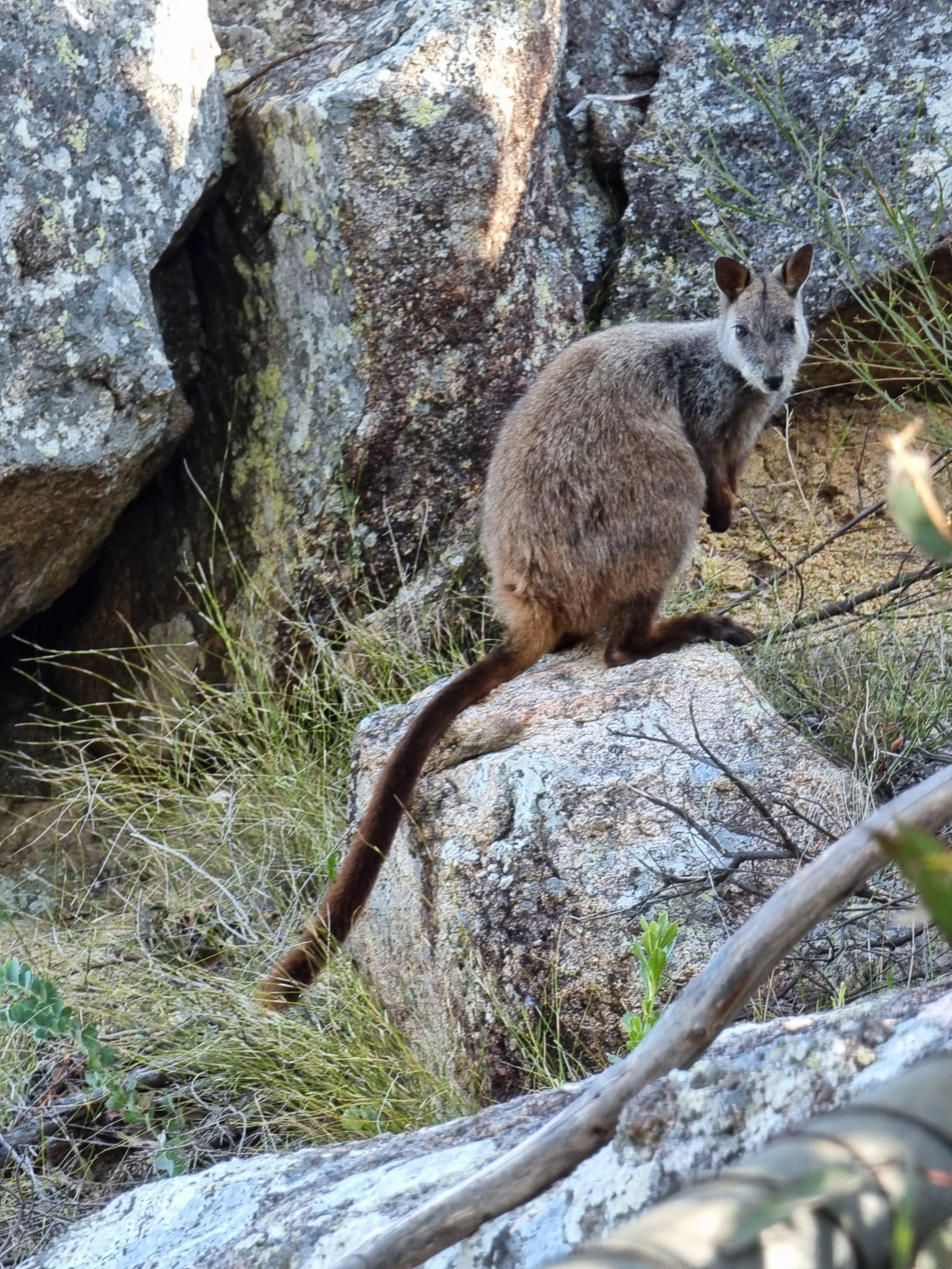 Brush-tailed rock-wallaby sitting alert on a granite boulder, long brushy tail extended