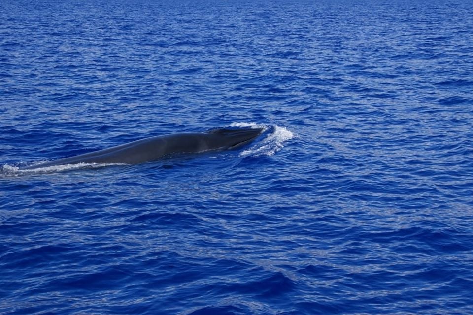 Live Bryde's whale surfacing in deep blue open ocean with a small bow wave around its pointed rostrum
