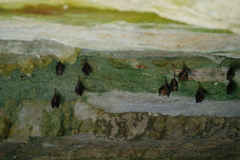 Buffy Flower Bat, The Bahamas imported from iNaturalist photo 41510517