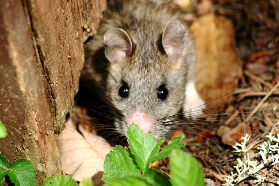 Bushy-tailed woodrat peering from forest floor cover at Oregon Caves