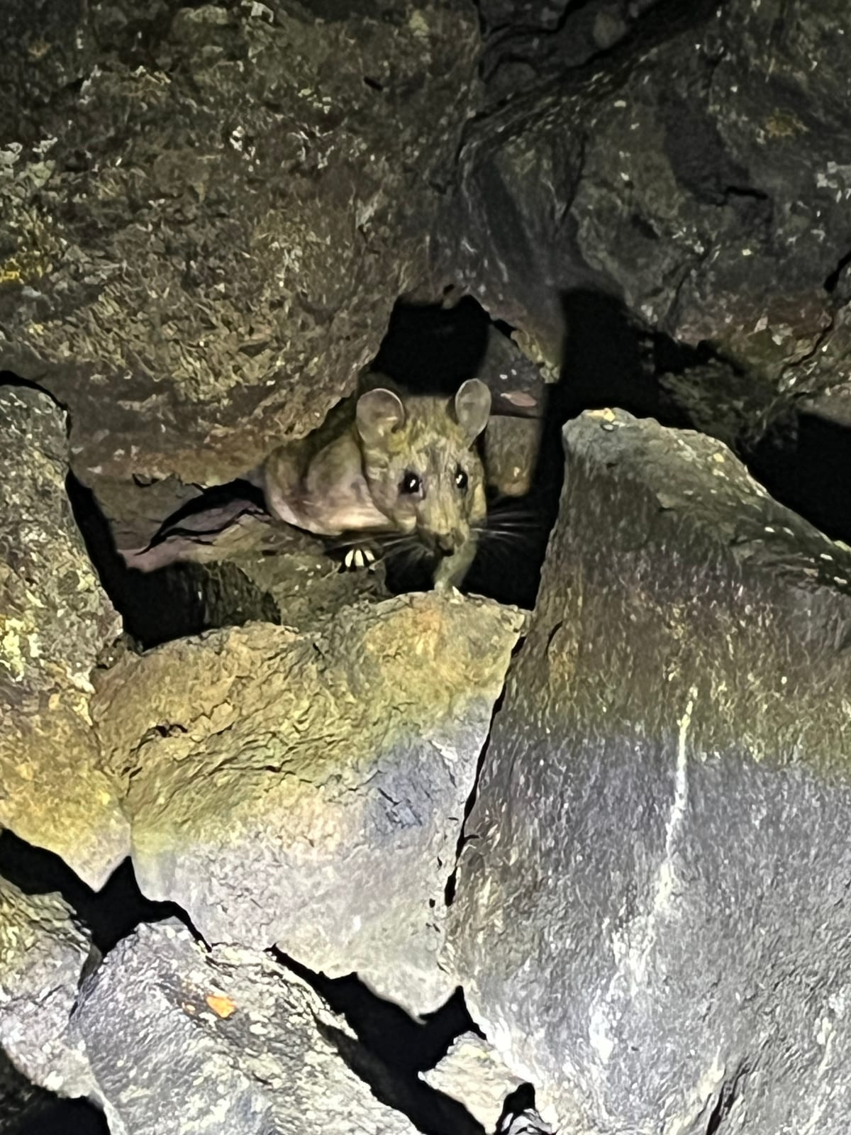 Bushy-tailed woodrat looking out from a rocky crevice at night