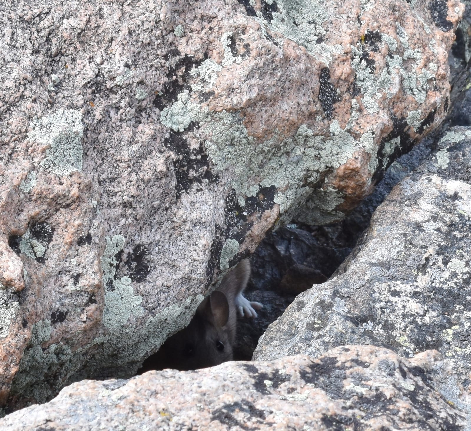 Bushy-tailed woodrat partly hidden in lichen-covered talus