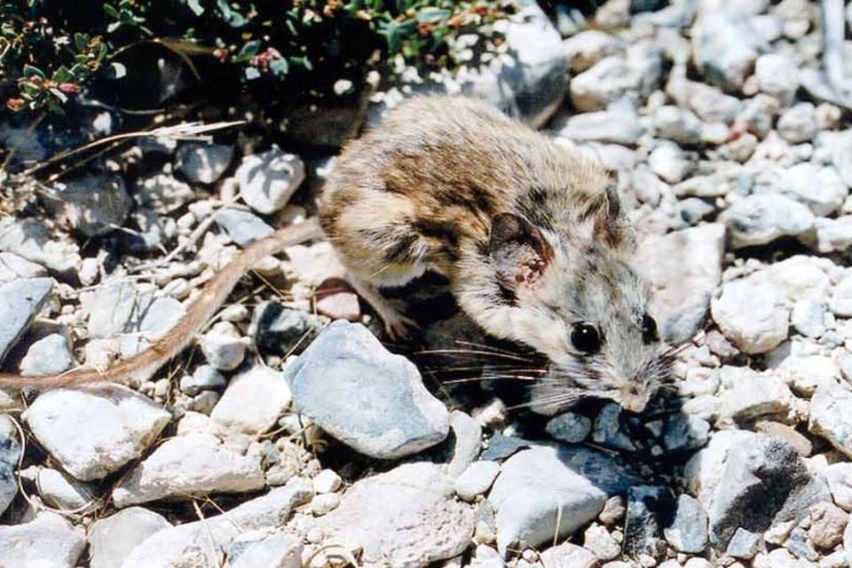 Cactus Deermouse (Peromyscus eremicus)