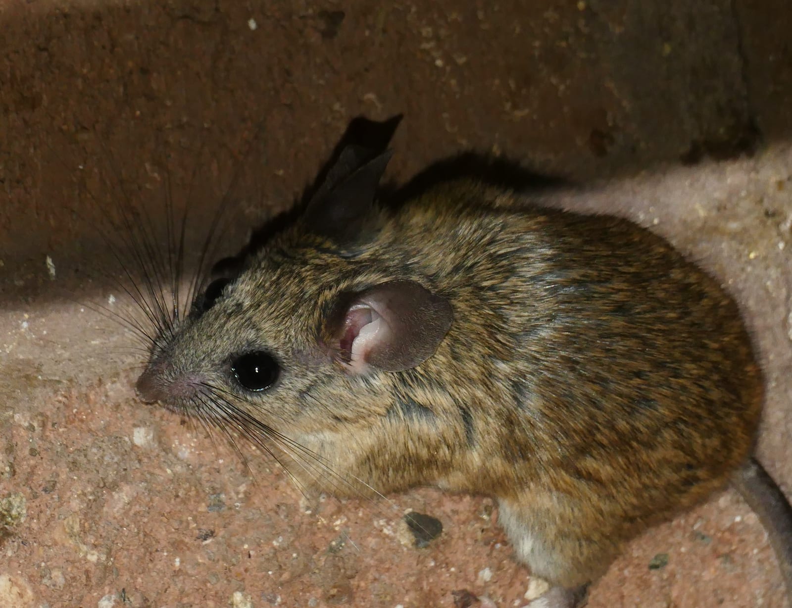 Cactus Deermouse (Peromyscus eremicus)