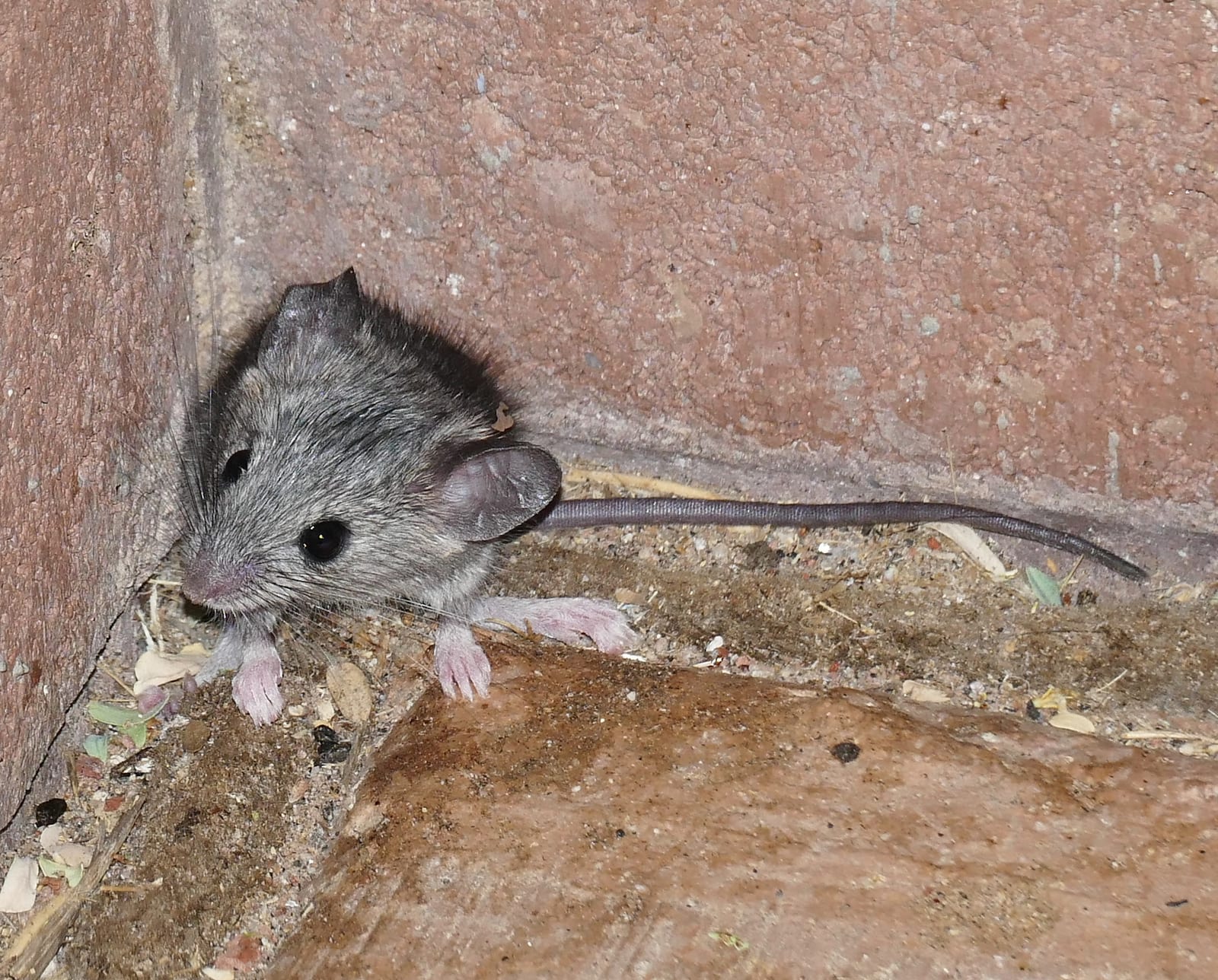 Cactus Deermouse (Peromyscus eremicus)