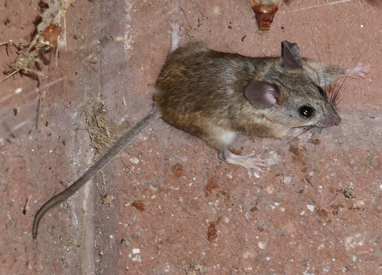 Cactus Deermouse (Peromyscus eremicus)