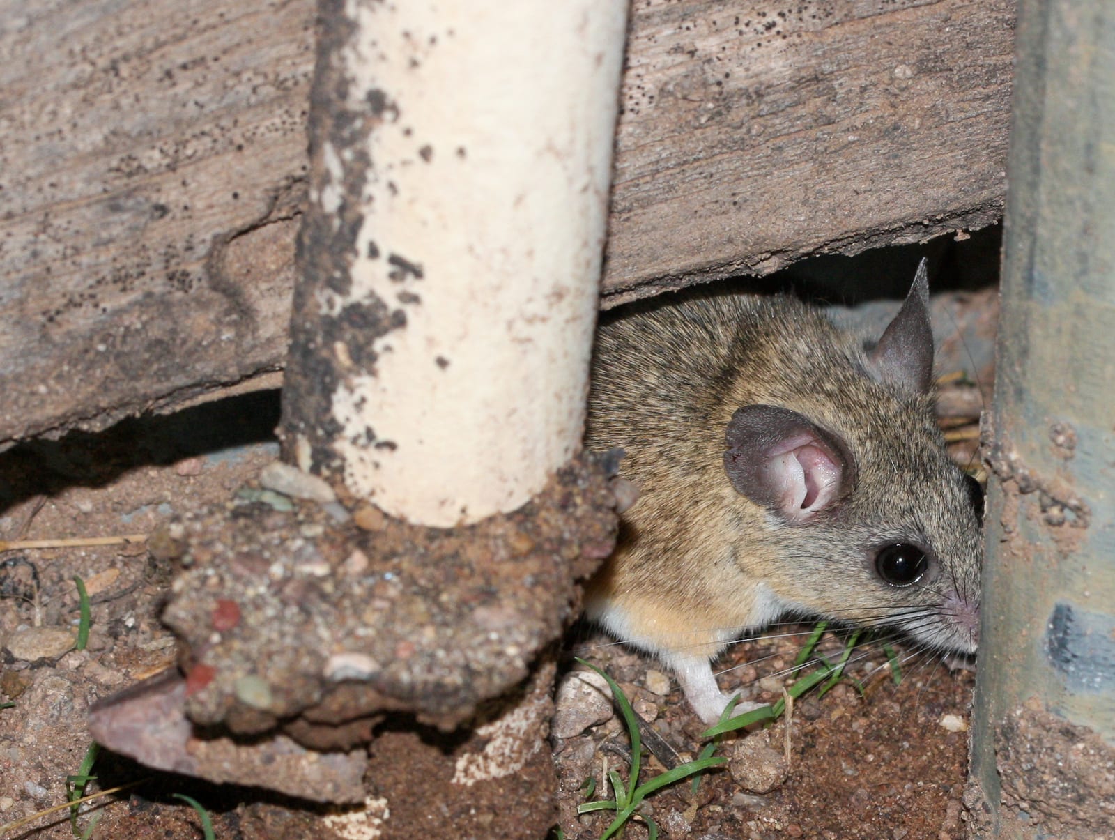 Cactus Deermouse (Peromyscus eremicus)